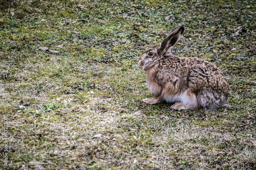 hare in the garden