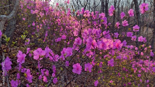 Gimbal sideways first spring flowers flowering bushes plants pink wild rosemary rhododendron azalea bagun at orange scenic sunset, sun rays shine through branches. Far East Siberia nature landmark photo