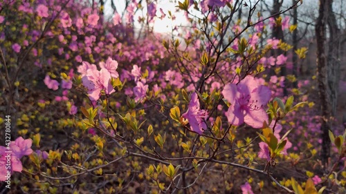 Siberia beautiful first flowers early spring wild rosemary rhododendron bagun wild azalea at orange scenic sunset. Romantic rays of light sun light through branches. Enjoy wild nature abstract. Gimbal photo