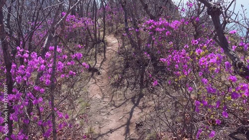 Gimbal walk along trail alpine early spring path, unique sesonal natural landscape. Flowering bushes pink rose first flowers wild rosemary rhododendron azalea bagun. Far East Altai travel attraction photo