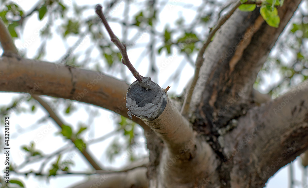 Grafting a branch to a fruit tree. Grafting Fruit Trees Grafting a branch to a fruit tree. Grafting Fruit Trees