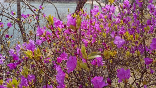 Far East pink wild rosemary bagun azalea rhododendron perennial flowering early spring first flowers by sea. Costal beautiful natural landscape. Forward gimbal motion over bush. Sunny nature Asia photo