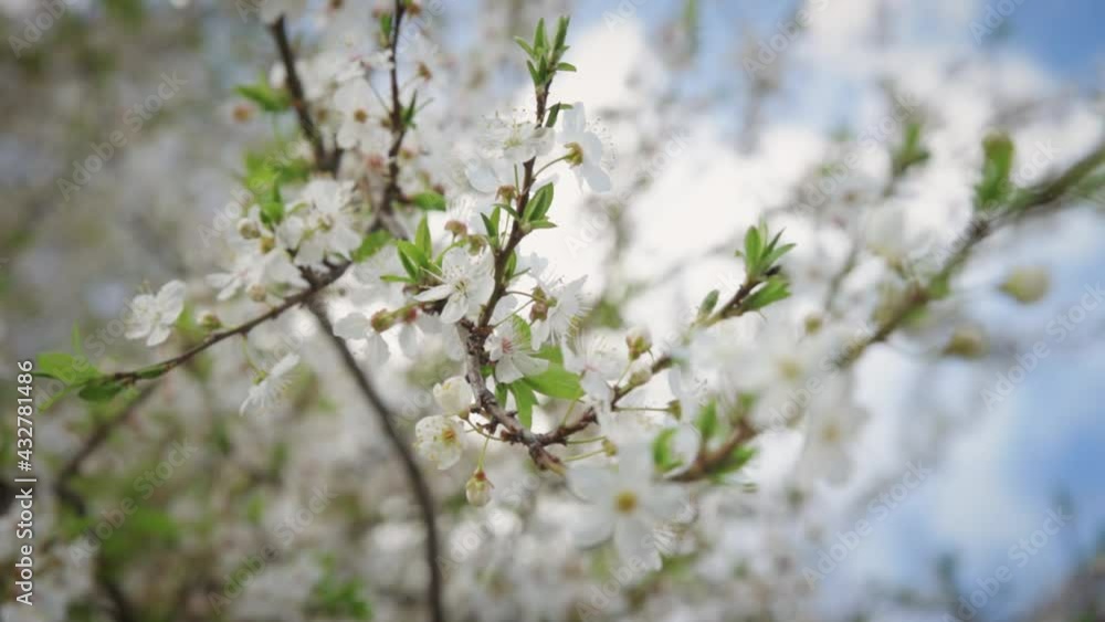 Blooming tree brunch Blooming tree brunch