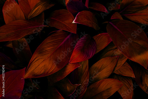 Full Frame of Purple Leaves Texture Background. tropical leaf