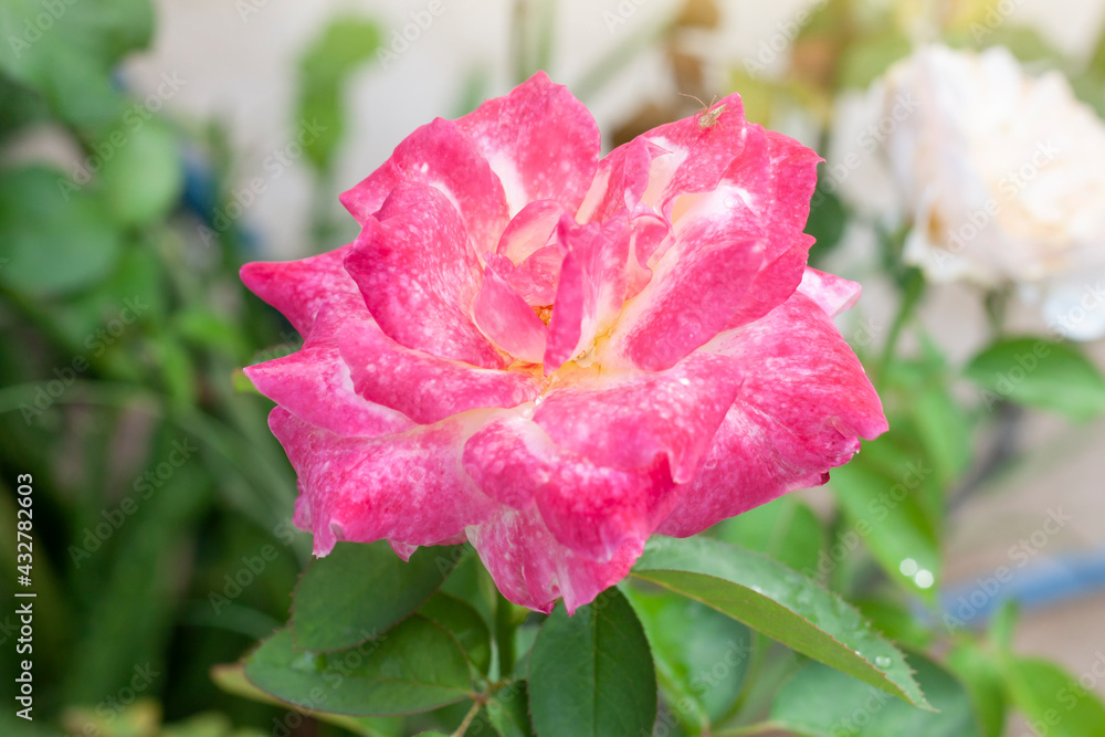 Fresh red rose flower bloom and insect in the garden with sunlight on blur nature background. Fresh red rose flower bloom and insect in the garden with sunlight on blur nature background.