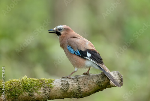 Eurasian Jay in Springtime. Scientific name: Garrulus Glandarius. Close up of a colourful Jay with open beak. Facing left and perched on moss covered branch. Clean background. Horizontal.