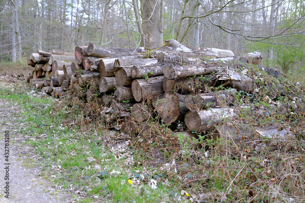 Vermoderte Holzstämme an einem Waldweg Vermoderte Holzstämme an einem Waldweg