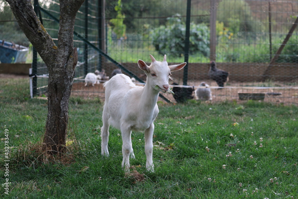 des chèvres au jardin des chèvres au jardin