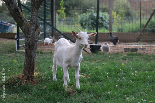 Fototapeta Naklejka Na Ścianę i Meble -   des chèvres au jardin 