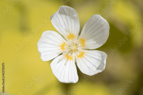 Blume mit schöne weiche Hintergrund 