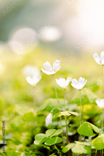Wunderschöne Blume in der Natur mit einer Spinne