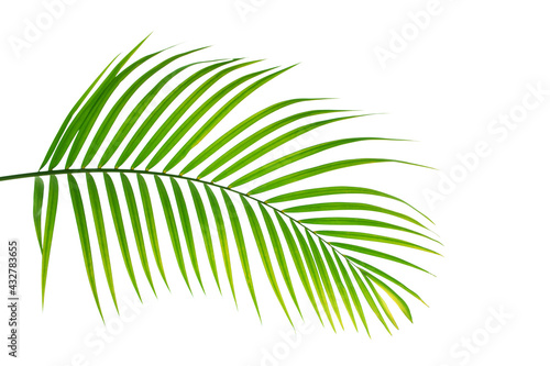 tropical coconut palm leaf isolated on white background, summer background