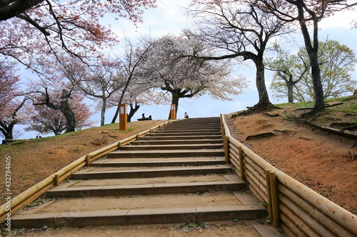 Pathway towards peak of Mount Wakakusa  Wakakusa-yama  during spring -                                             