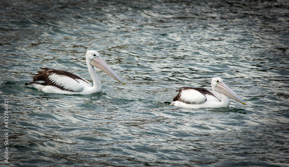 Pair of Australasian Pelicans