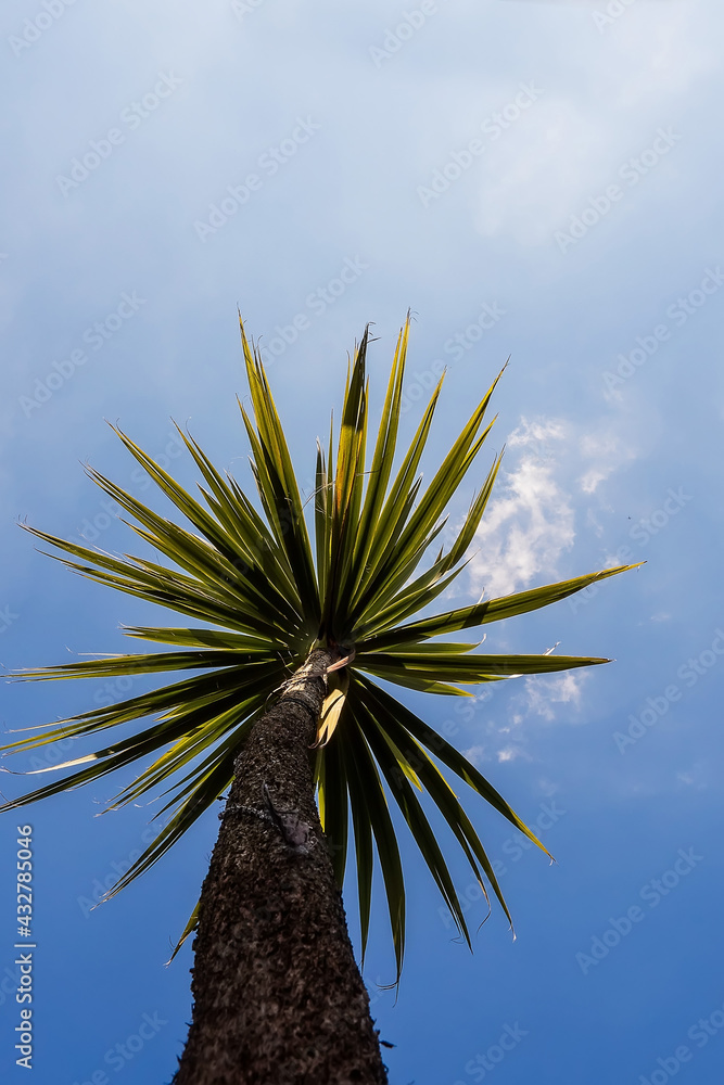 Silhouette of palm tree branches against blue cloudy sky on a sunny day. Summer vacation abstract concept Silhouette of palm tree branches against blue cloudy sky on a sunny day. Summer vacation abstract concept