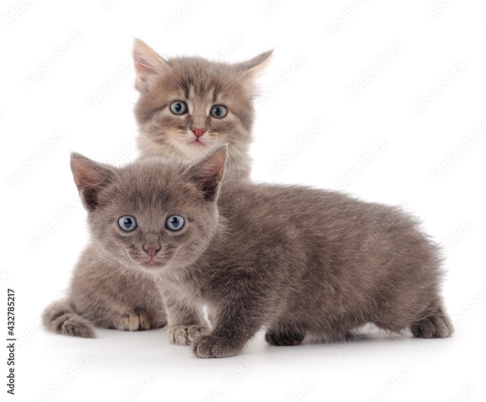 Obraz premium Two small gray kittens.