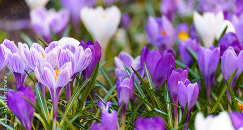 Spring flowers in the wild nature. Crocus in spring time.