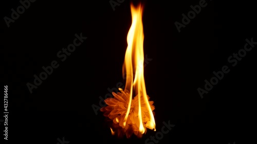 The flower ignites and burns in fire. Love symbol.