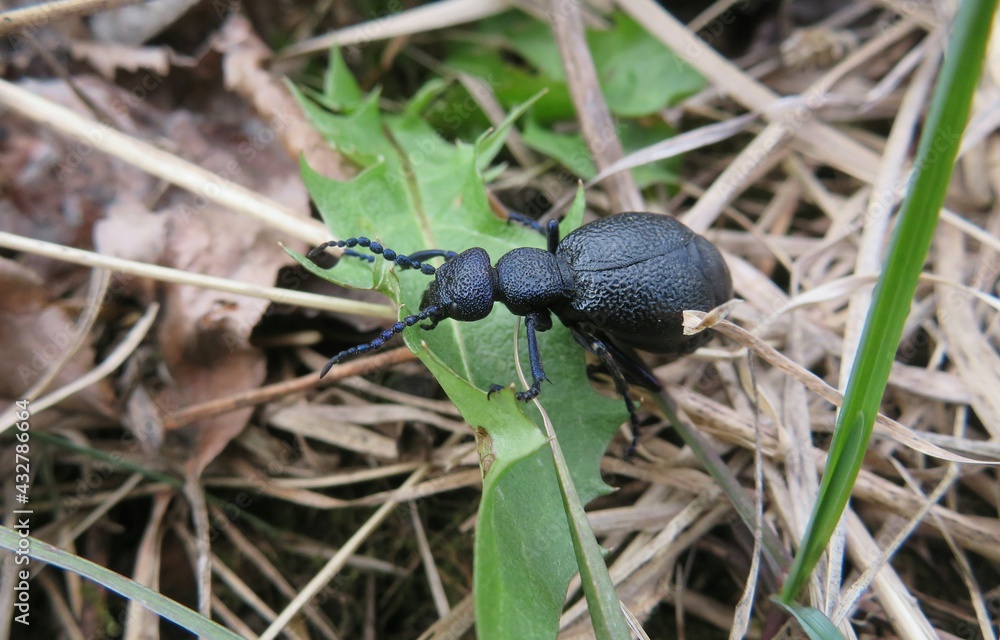 Black meloe beetle on grass in the garden, closeup Black meloe beetle on grass in the garden, closeup