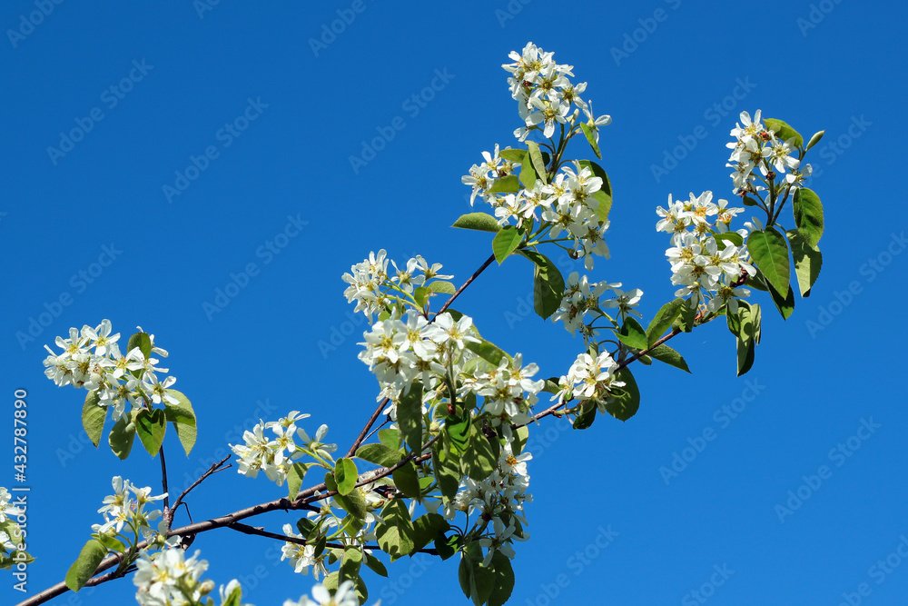 Shadberry, or Amelanchier flowers in springtime against blue sky background Shadberry, or Amelanchier flowers in springtime against blue sky background