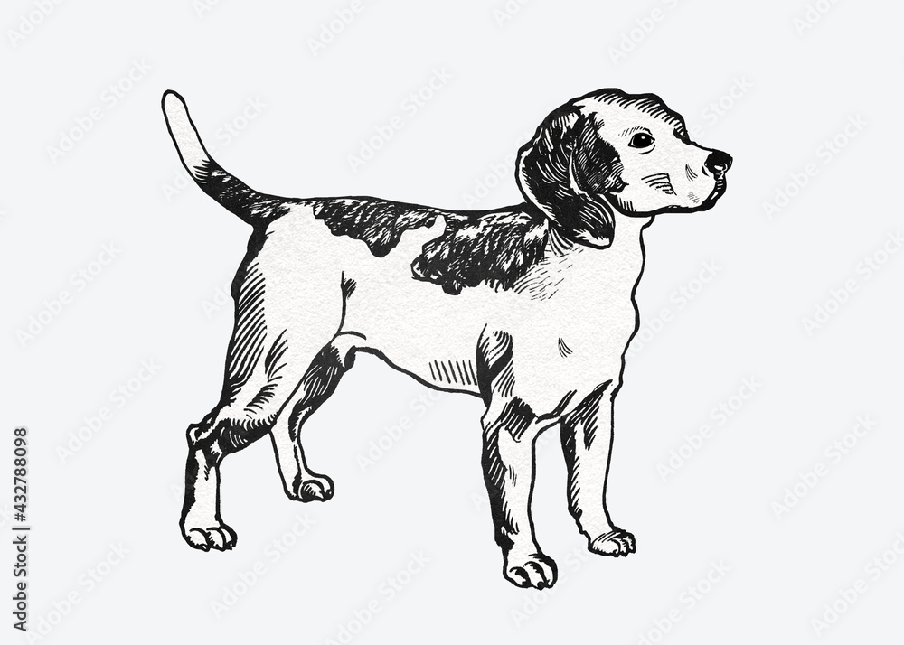 Cute beagle dog graphic vintage illustration