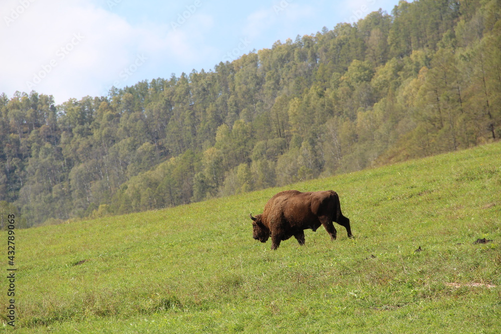 russion bison (yak) in park national park russion bison (yak) in park national park