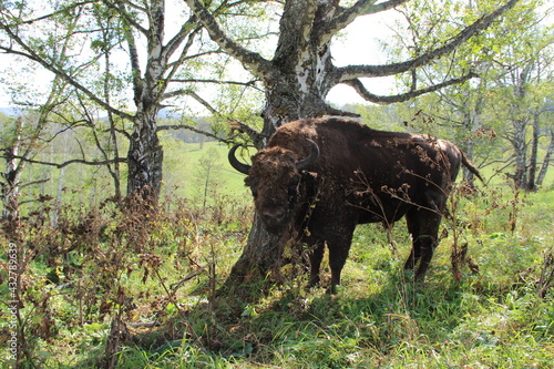 russion bison (yak) in park national park