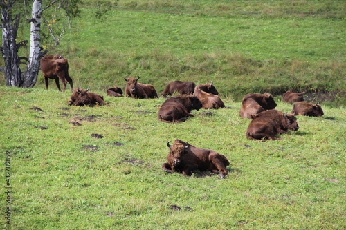 russion bison (yak) in park national park