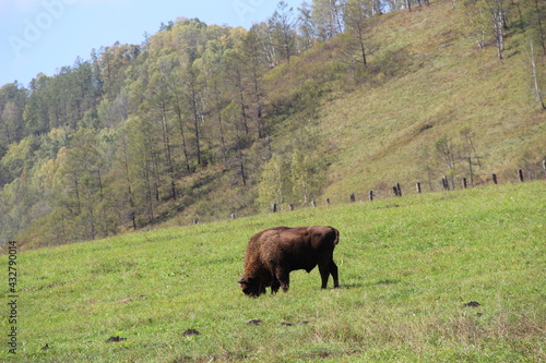 russion bison (yak) in park national park