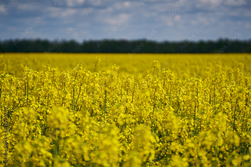 Fototapeta premium Canola field in bloom