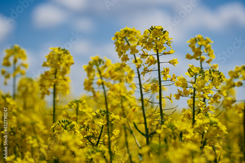 Blooming canola flowers in closeup