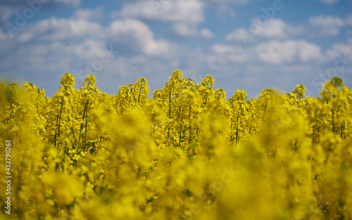 Blooming canola flowers in closeup