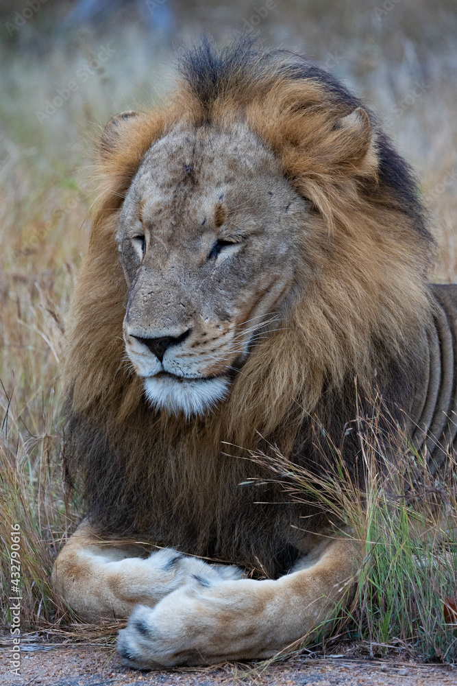 Sleepy male lion next to the road Sleepy male lion next to the road