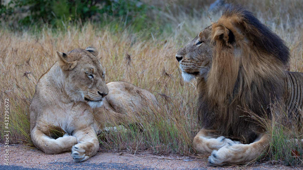 Sleepy pair of mating lions Sleepy pair of mating lions
