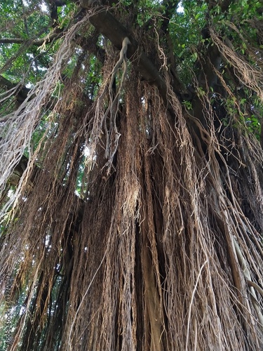 tree in the garden