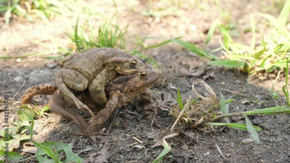 copulating mating toads frogs pass passing in front of the camera lens copulating mating toads frogs pass passing in front of the camera lens