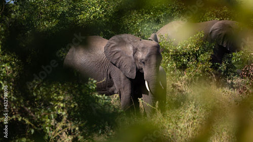 African elephant in the bush
