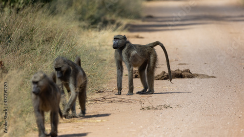 Chacma baboons on the move
