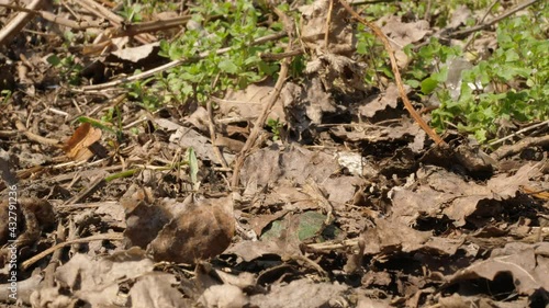 toad frog sitting and come comming walking walk walks out go away from camera