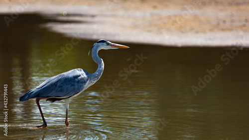  a grey heron in the water © Jurgens