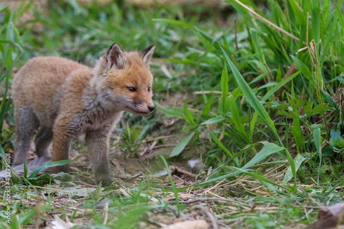 young fox (vulpes vulpes) of a few weeks old discovering the world and practicing his hunting skills to survive in the big world.
