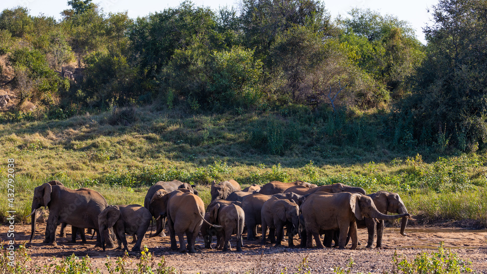 Breeding herd of African elephants Breeding herd of African elephants