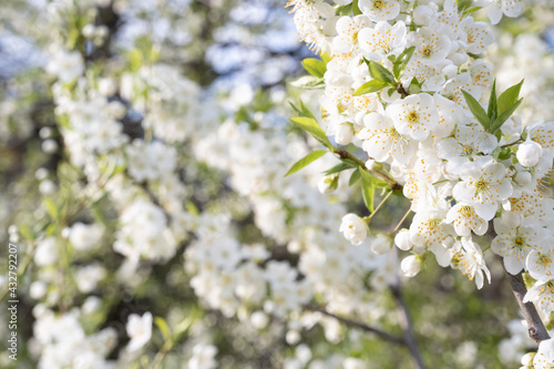 white flowers of a blooming apple tree