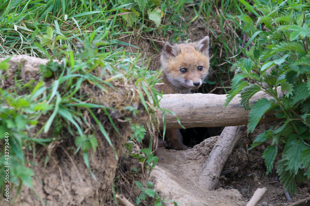 young fox (vulpes vulpes) of a few weeks old discovering the world and practicing his hunting skills to survive in the big world.