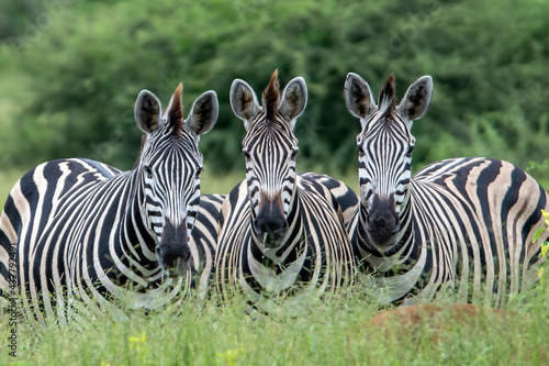 Zebra encounter