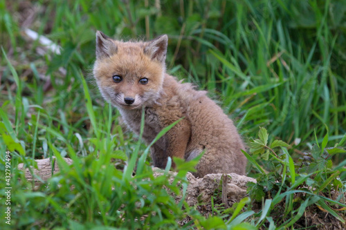 young fox (vulpes vulpes) of a few weeks old discovering the world and practicing his hunting skills to survive in the big world. © KimWillems