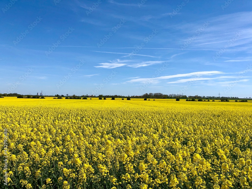 Obraz premium Rapsfeld bis an den Horizont