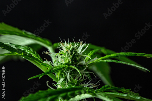 Marijuana plant, almost ready for harvest, on a dark background