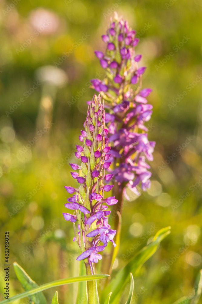 Wilde Lupine auf der Seiser Alm Wilde Lupine auf der Seiser Alm