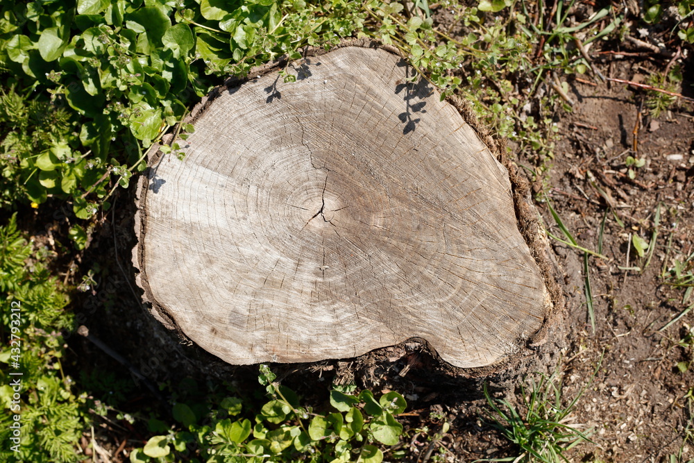 Fototapeta premium Abgesägter Baumstumpf , Wald, Waldboden, Sägespäne, Deutschland, Europa
